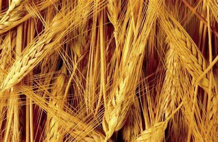 Как правильно хранить зерновые культуры?